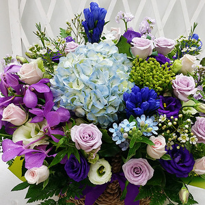 [프리미엄]예쁜 유러피안 블루 수국 꽃바구니 꽃배달